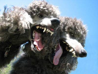 Microsoft Fixes Dangerous POODLE SSL Vulnerability image