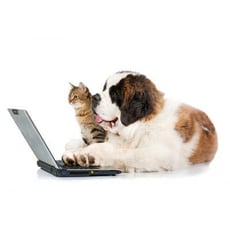 Do Pets at Work Improve Productivity? image
