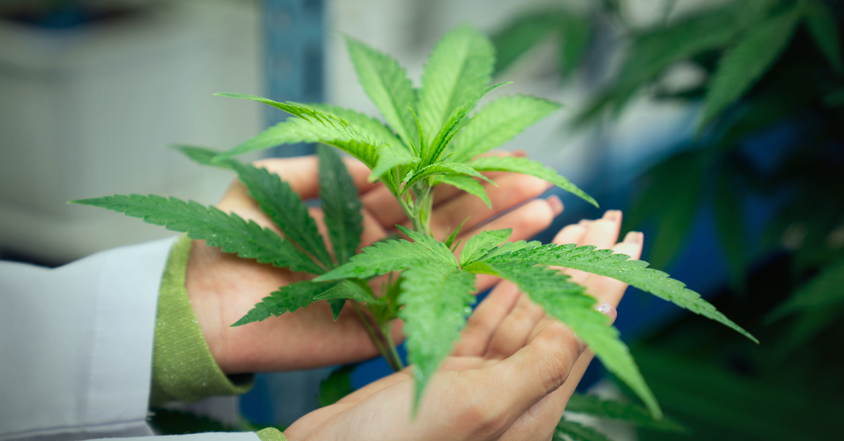 Industries We Serve - Cannabis Opt1