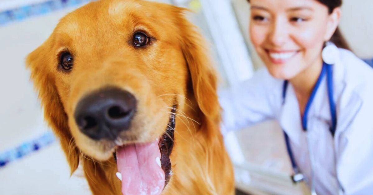 Pet Industry